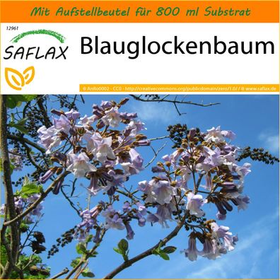 SAFLAX Garden in the Bag - Blauglockenbaum - Paulownia - 200 Samen