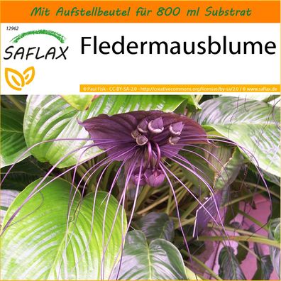 SAFLAX Garden in the Bag - Fledermausblume - Tacca - 10 Samen