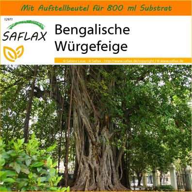 SAFLAX Garden in the Bag - Bengalische Würgefeige - Ficus - 20 Samen