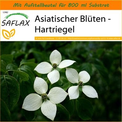 SAFLAX Garden in the Bag - Asiatischer Blüten - Hartriegel - Cornus - 30 Samen