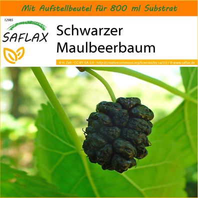 SAFLAX Garden in the Bag - Schwarzer Maulbeerbaum - Morus - 200 Samen