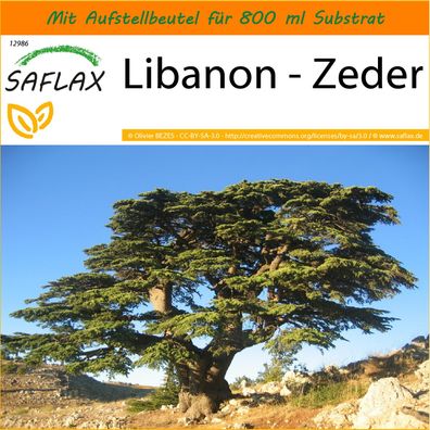 SAFLAX Garden in the Bag - Libanon - Zeder - Cedrus - 20 Samen