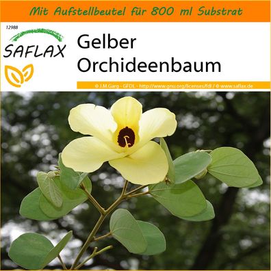 SAFLAX Garden in the Bag - Gelber Orchideenbaum - Bauhinia - 30 Samen