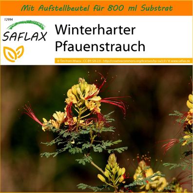 SAFLAX Garden in the Bag - Winterharter Pfauenstrauch - Caesalpinia - 10 Samen