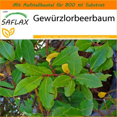 SAFLAX Garden in the Bag - Gewürzlorbeerbaum - Laurus - 6 Samen