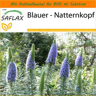 SAFLAX Garden in the Bag - Blauer - Natternkopf - Echium - 100 Samen