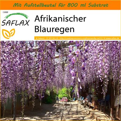 SAFLAX Garden in the Bag - Afrikanischer Blauregen - Bolusanthus - 15 Samen