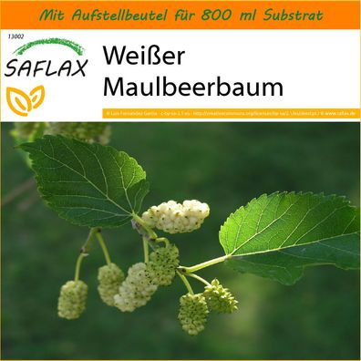 SAFLAX Garden in the Bag - Weißer Maulbeerbaum - Morus - 200 Samen