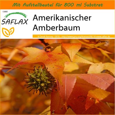 SAFLAX Garden in the Bag - Amerikanischer Amberbaum - Liquidamber - 100 Samen