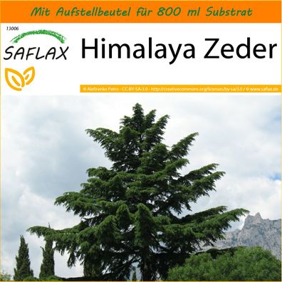 SAFLAX Garden in the Bag - Himalaya Zeder - Cedrus - 35 Samen