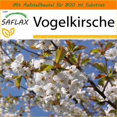 SAFLAX Garden in the Bag - Vogelkirsche - Prunus - 10 Samen