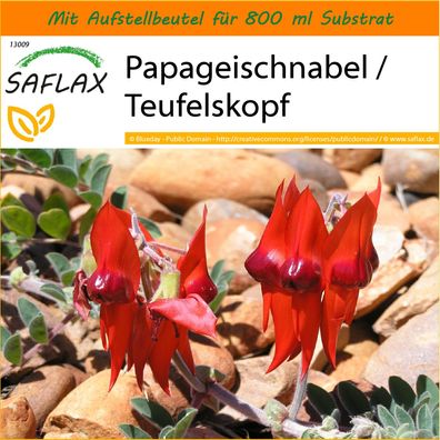 SAFLAX Garden in the Bag - Papageischnabel / Teufelskopf - Clianthus - 20 Samen