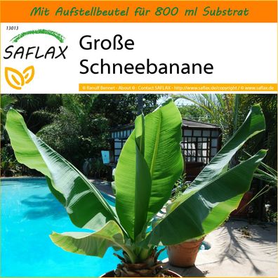 SAFLAX Garden in the Bag - Große Schneebanane - Ensete - 10 Samen