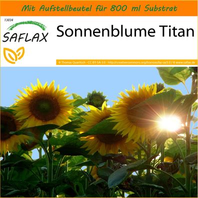 SAFLAX Garden in the Bag - Sonnenblume Titan - Helianthus - 20 Samen