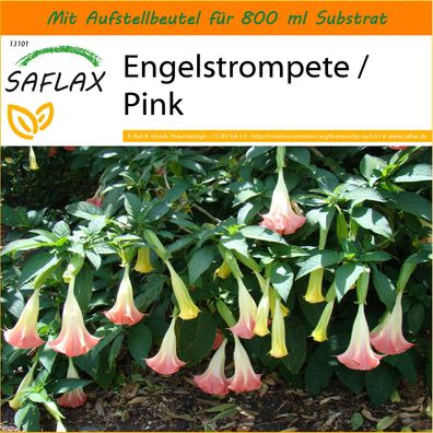 SAFLAX Garden in the Bag - Engelstrompete / Pink - Brugmansia - 10 Samen