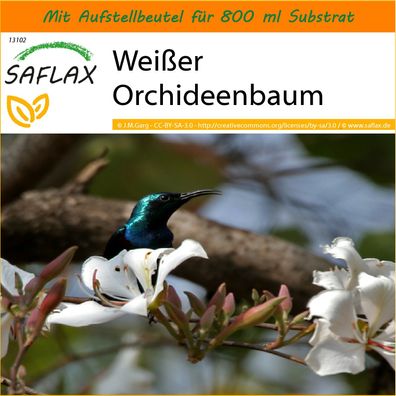 SAFLAX Garden in the Bag - Weißer Orchideenbaum - Bauhinia - 5 Samen