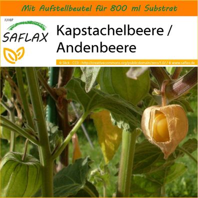 SAFLAX Garden in the Bag - Kapstachelbeere / Andenbeere - Physalis - 100 Samen