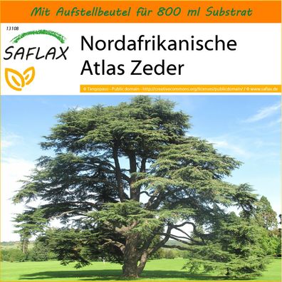 SAFLAX Garden in the Bag - Nordafrikanische Atlas Zeder - Cedrus - 20 Samen