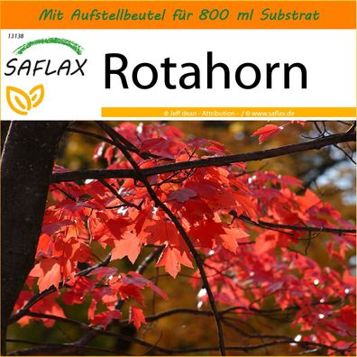 SAFLAX Garden in the Bag - Rotahorn - Acer - 20 Samen