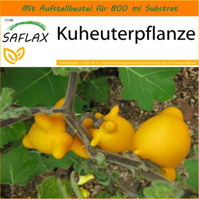 SAFLAX Garden in the Bag - Kuheuterpflanze - Solanum - 10 Samen