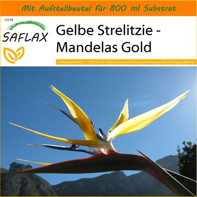 SAFLAX Garden in the Bag - Gelbe Strelitzie - Mandelas Gold - Strelitzia - 4 Samen