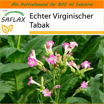 SAFLAX Garden in the Bag - Echter Virginischer Tabak - Nicotiana - 250 Samen