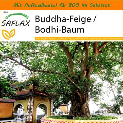 SAFLAX Garden in the Bag - Buddha-Feige / Bodhi-Baum - Ficus - 100 Samen