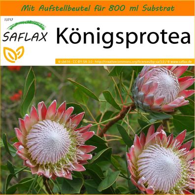 SAFLAX Garden in the Bag - Königsprotea - Protea - 5 Samen