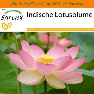 SAFLAX Garden in the Bag - Indische Lotusblume - Nelumbo - 8 Samen