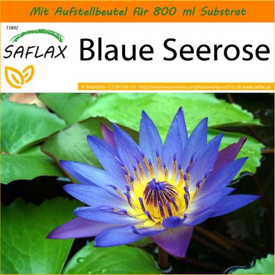 SAFLAX Garden in the Bag - Blaue Seerose - Nymphaea - 15 Samen