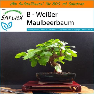 SAFLAX Garden in the Bag - B - Weißer Maulbeerbaum - Morus - 200 Samen