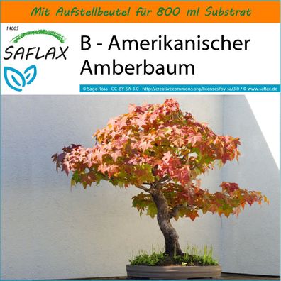 SAFLAX Garden in the Bag - B - Amerikanischer Amberbaum - Liquidamber - 100 Samen