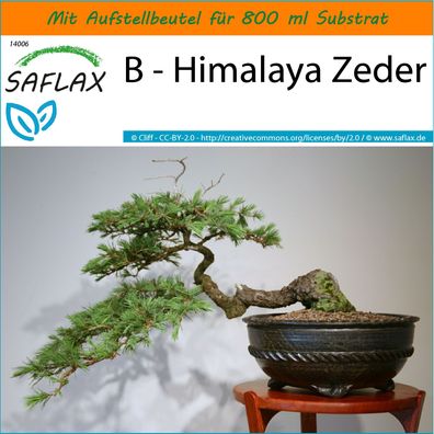 SAFLAX Garden in the Bag - B - Himalaya Zeder - Cedrus - 35 Samen