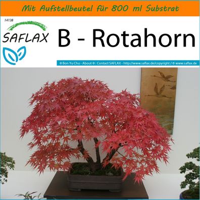 SAFLAX Garden in the Bag - B - Rotahorn - Acer - 20 Samen