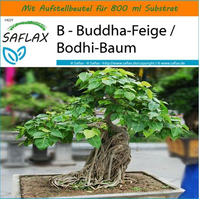 SAFLAX Garden in the Bag - B - Buddha-Feige / Bodhi-Baum - Ficus - 100 Samen