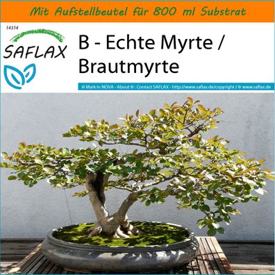 SAFLAX Garden in the Bag - B - Echte Myrte / Brautmyrte - Myrtus - 30 Samen