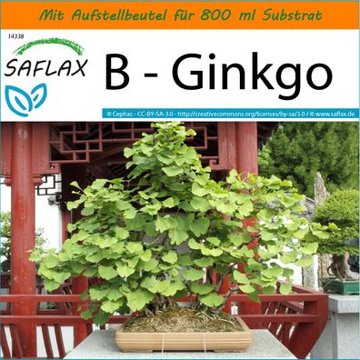SAFLAX Garden in the Bag - B - Ginkgo - Ginkgo - 4 Samen