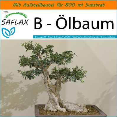 SAFLAX Garden in the Bag - B - Ölbaum - Olea - 20 Samen