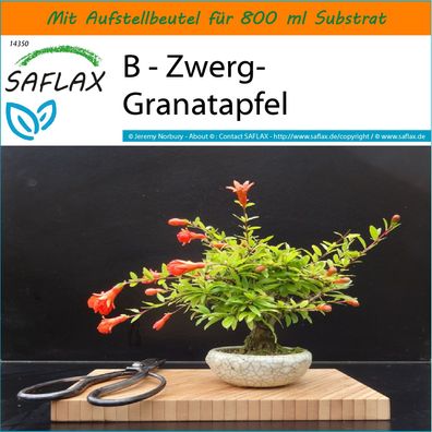 SAFLAX Garden in the Bag - B - Zwerg-Granatapfel - Punica - 50 Samen