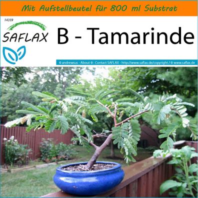 SAFLAX Garden in the Bag - B - Tamarinde - Tamarindus - 4 Samen