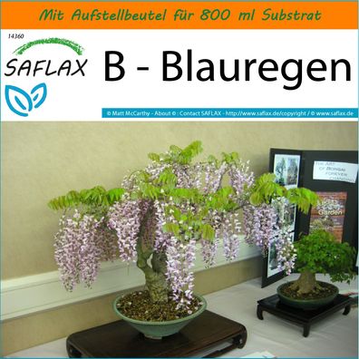 SAFLAX Garden in the Bag - B - Blauregen - Wisteria - 4 Samen