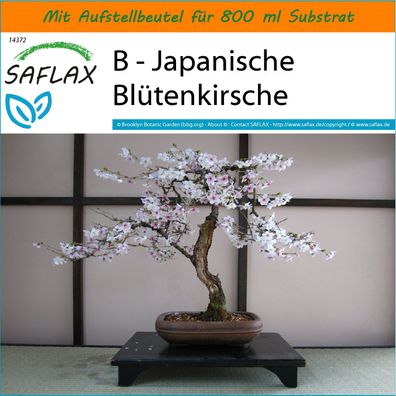 SAFLAX Garden in the Bag - B - Japanische Blütenkirsche - Prunus - 30 Samen