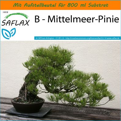 SAFLAX Garden in the Bag - B - Mittelmeer-Pinie - Pinus - 6 Samen