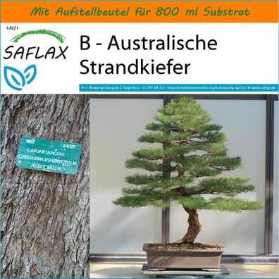 SAFLAX Garden in the Bag - B - Australische Strandkiefer - Casuarina - 200 Samen