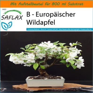 SAFLAX Garden in the Bag - B - Europäischer Wildapfel - Malus - 30 Samen