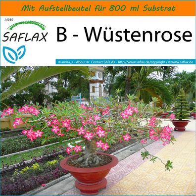 SAFLAX Garden in the Bag - B - Wüstenrose - Adenium - 8 Samen