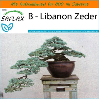 SAFLAX Garden in the Bag - B - Libanon Zeder - Cedrus - 20 Samen