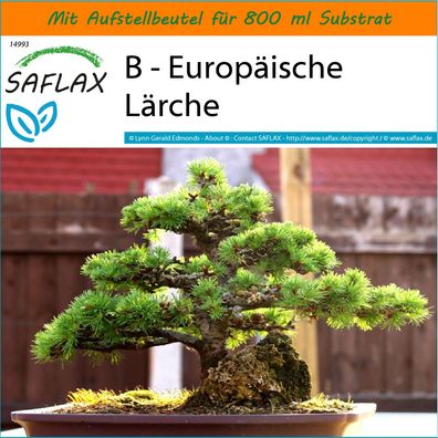 SAFLAX Garden in the Bag - B - Europäische Lärche - Larix - 75 Samen