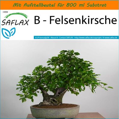 SAFLAX Garden in the Bag - B - Felsenkirsche - Prunus - 30 Samen