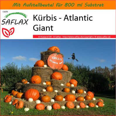 SAFLAX Garden in the Bag - Kürbis - Atlantic Giant - Cucurbita - 7 Samen